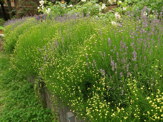 Giardino d'ombra 1